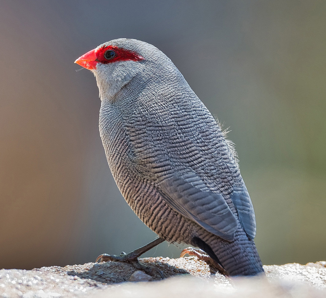 image Swee Waxbill